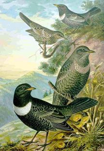 Ring Ouzels