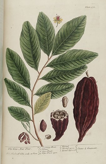 Picture 3 Elizabeth Blackwell illustration Cocoa