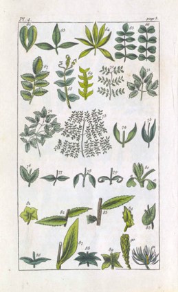 Picture 5? Wakefield-plate4-Intro-Botany